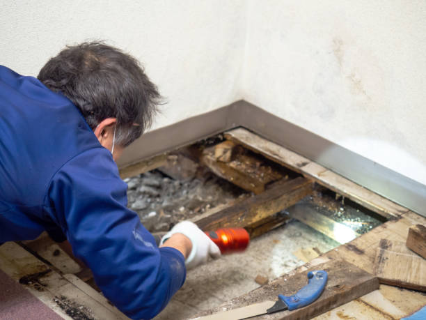 Professional Mold Removal in Big Bend, WI