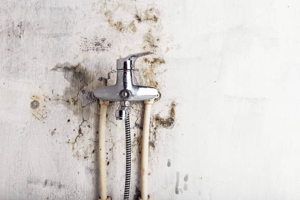 Best Emergency Mold Removal  in Big Bend, WI