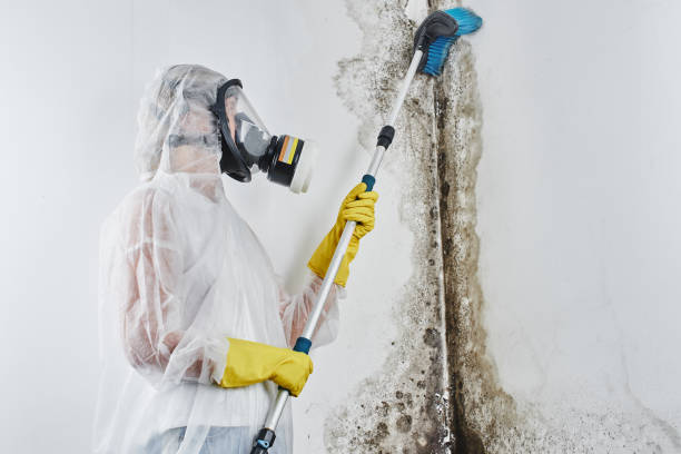 Certified Mold Removal in Big Bend, WI