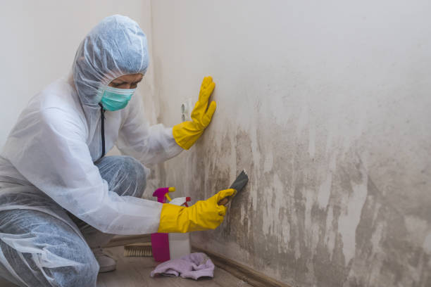 Best Fast Mold Removal  in Big Bend, WI