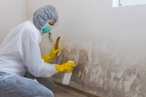 Best Emergency Mold Removal  in Big Bend, WI