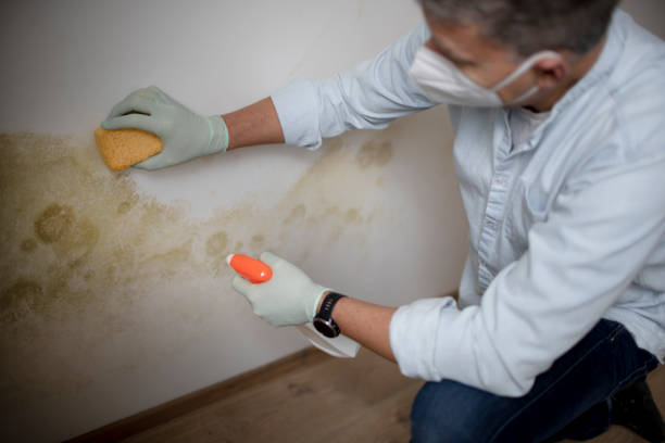 Best Home Mold Removal  in Big Bend, WI