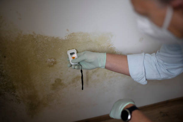 Best Mold Removal Company Near Me  in Big Bend, WI