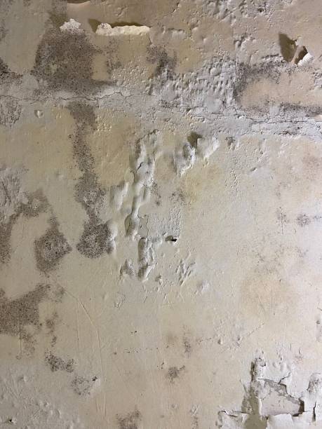 Best Toxic Mold Removal  in Big Bend, WI
