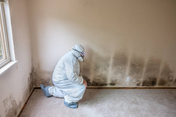 Best Affordable Mold Removal  in Big Bend, WI