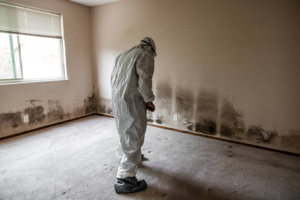 Best Certified Mold Removal  in Big Bend, WI