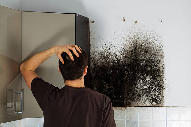 Best Mold Removal Company Near Me  in Big Bend, WI