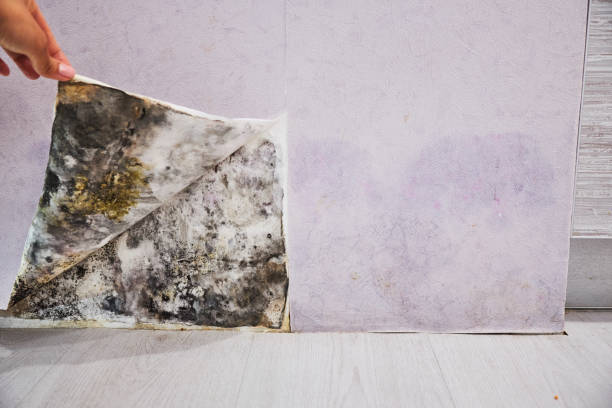 Best Mold Remediation  in Big Bend, WI